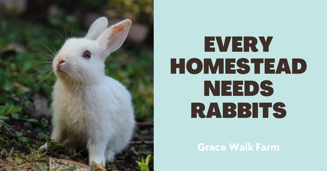 Every Homestead Needs Rabbits Grace Walk Farm
