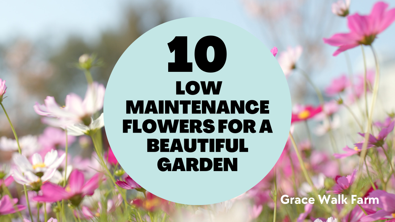 10 Low-Maintenance Flowers for a Beautiful Garden: Perfect for Busy Gardeners