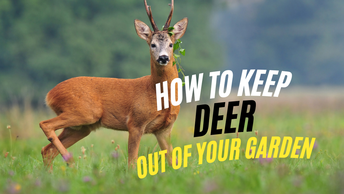 How to Keep Deer Out of Your Garden