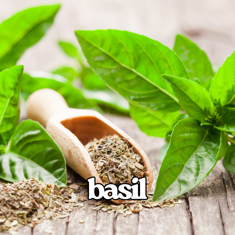Basil