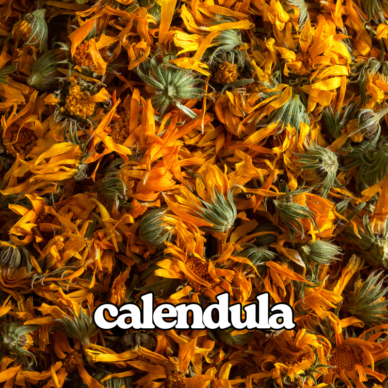 Calendula
