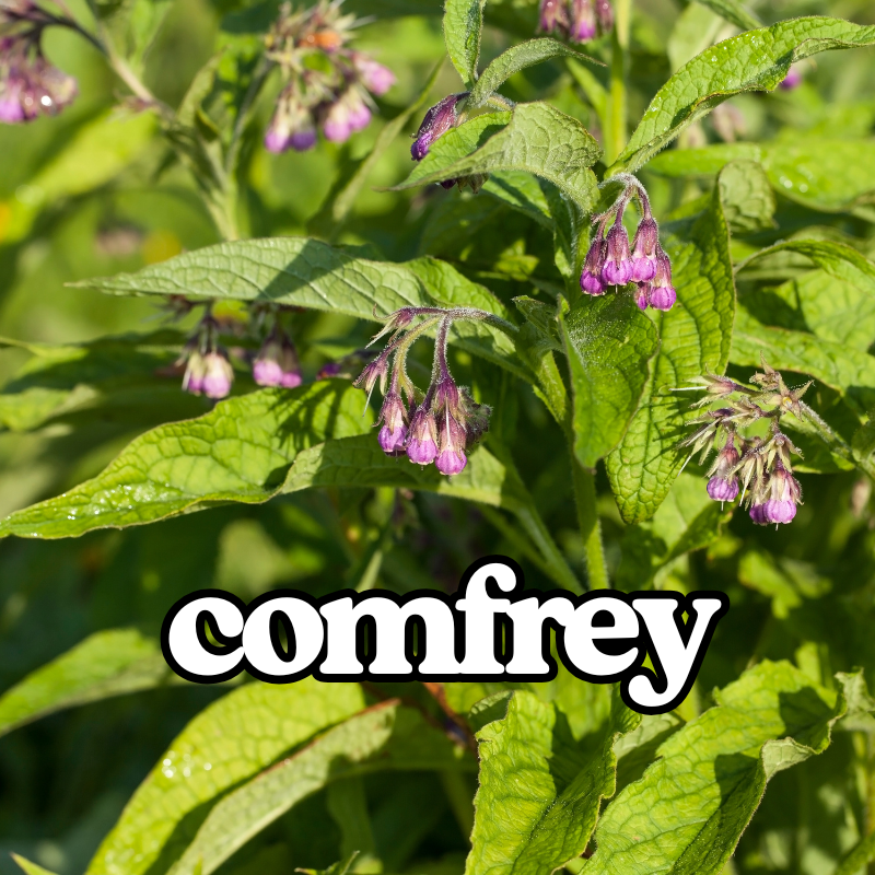 Comfrey