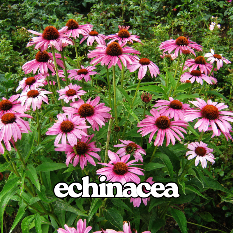 Echinacea