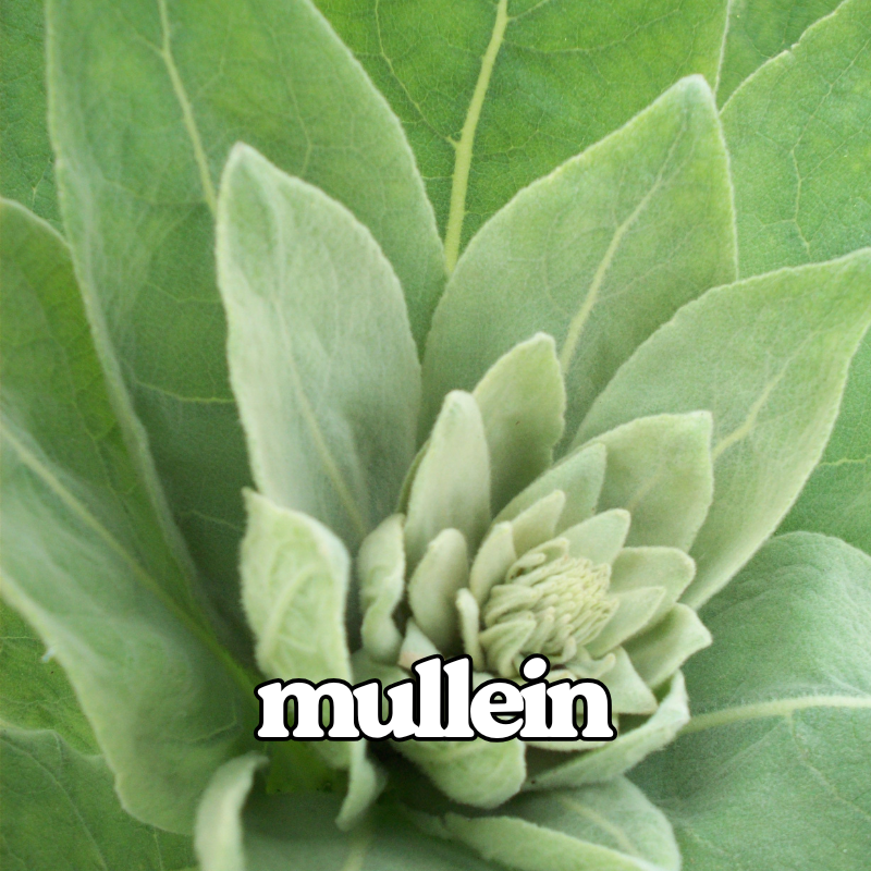 Mullein