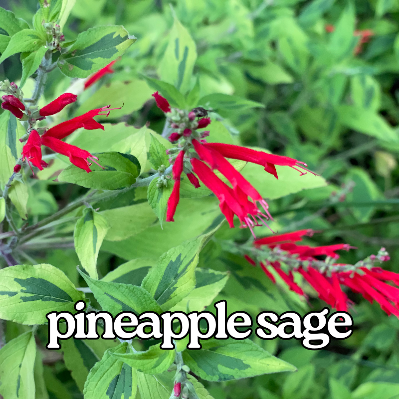 Pineapple Sage