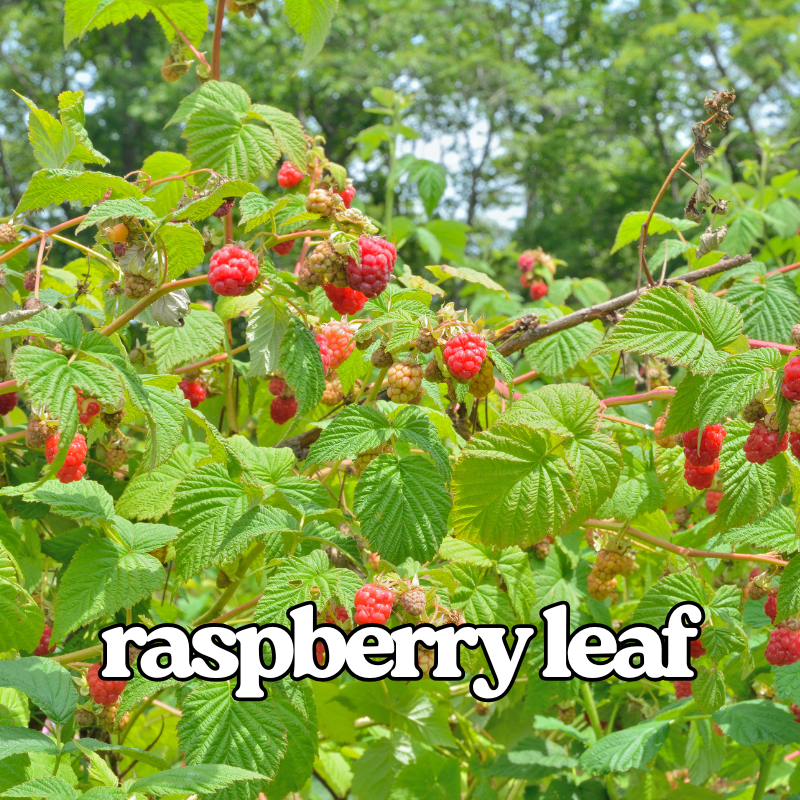 Red Raspberry Leaf