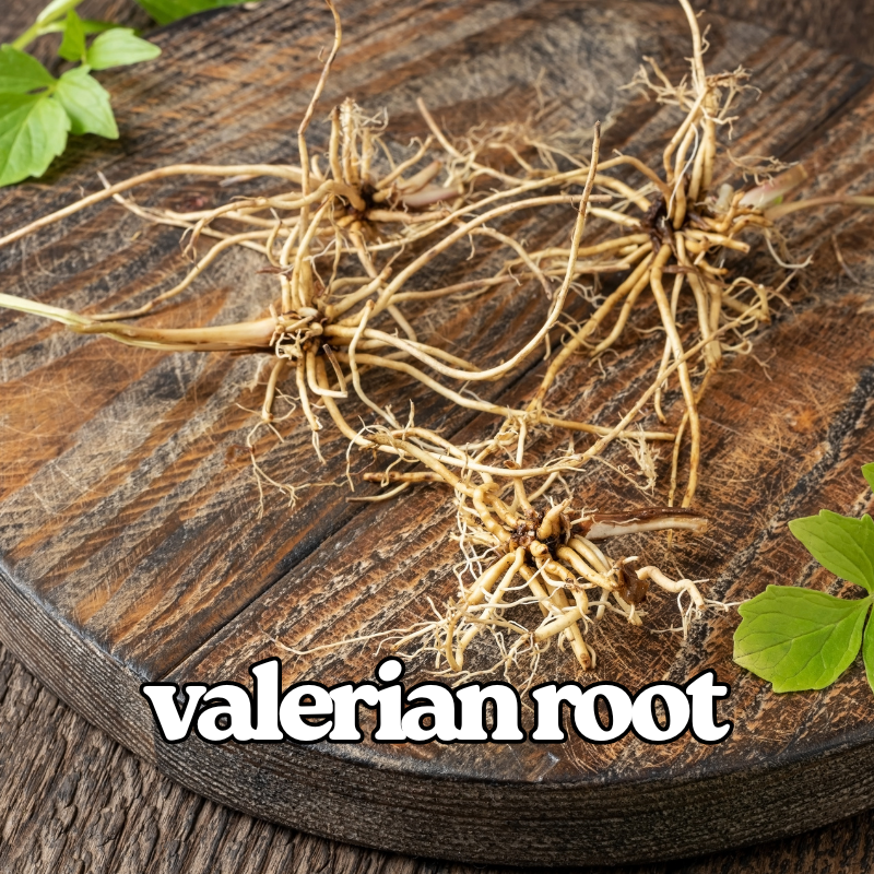 Valerian Root